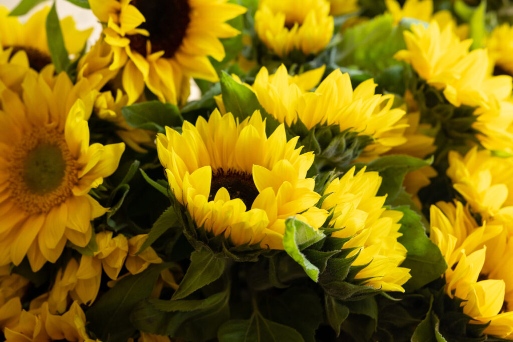 Wesley LifeForce Memorial sunflowers