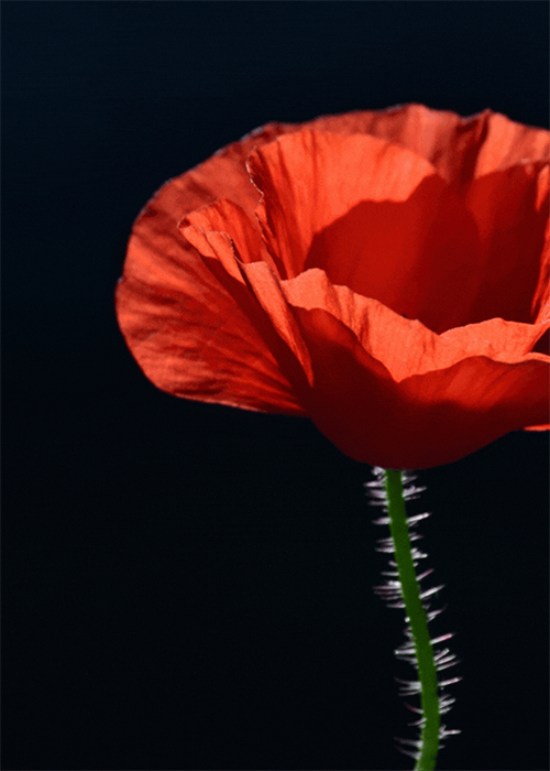 Anzac Day 2026 prayer thumb