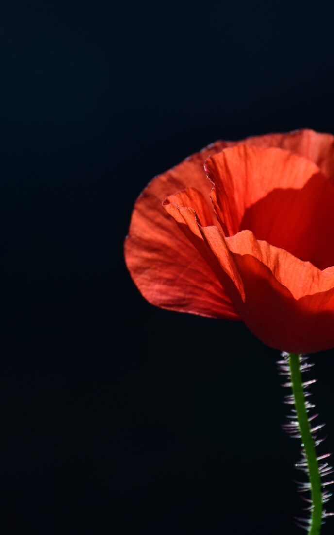 April 25th Anzac Day PRAYER (1200 x 500 px) (500 x 800 px)