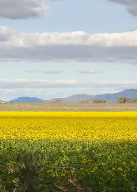 WANGARATTA 500x700